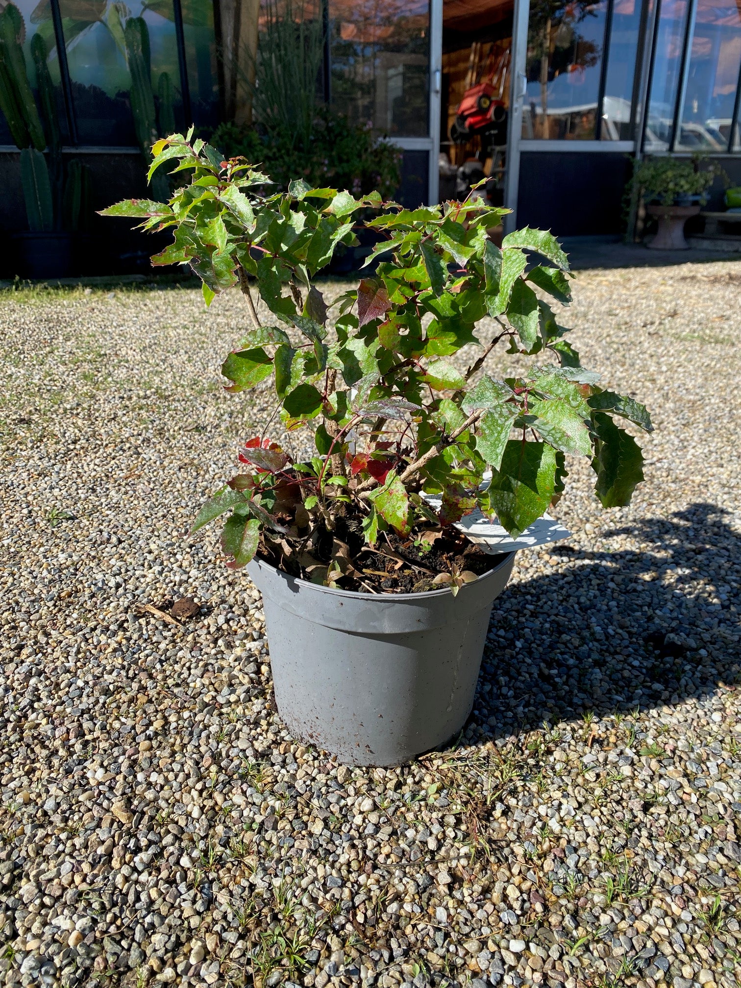 Gewöhnliche Mahonie / Mahonia aquifolium